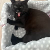 Photo of Mystique (With Panda)