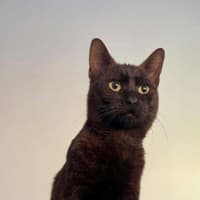 Photo of Midnight