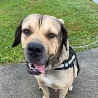 Photo of Marmalade *$350 Adoption Fee*