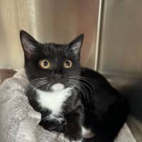 Photo of Zodiac Bunch