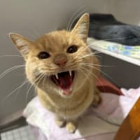 Photo of Ginger Meggs