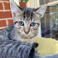 Photo of Gadget