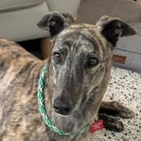 Photo of Tyson, The Greyhound