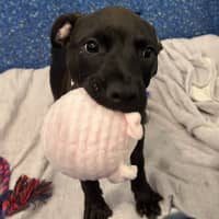 Photo of Poppy