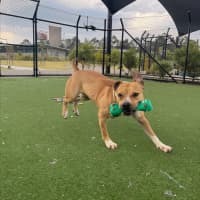 Photo of Beatrix Imp 1481