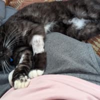 Photo of Guinness