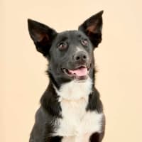 Photo of Cosmo