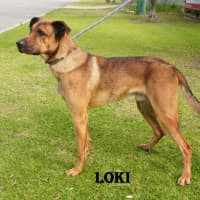 Photo of Loki