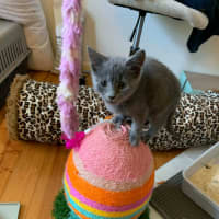 Photo of Finn (Was Haze)