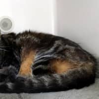 Photo of Tiger Sua014302