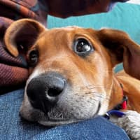 Photo of Abbie   4 Month Old Bull Arab X