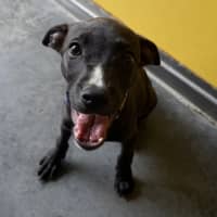 Photo of Pongo