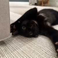 Photo of Night Rider