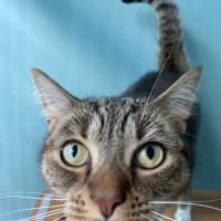 Photo of Beanie