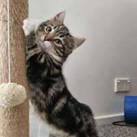 Photo of Lumi & Nova