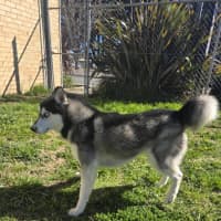 Photo of Bolt