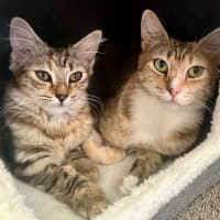 Photo of Tia Torrens