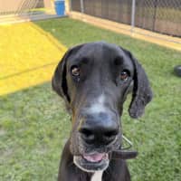 Photo of Hershey