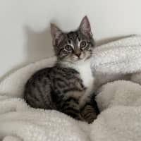 Photo of Caesar