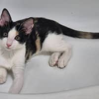 Photo of Olive