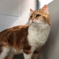Photo of Laddy / Cat 29
