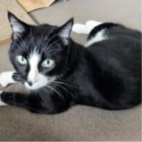 Photo of Teacake