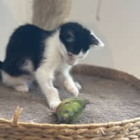 Photo of Kiwi Meet Me@Petstock Mornington Nepean Hwy 