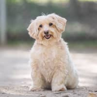 Photo of Rosie