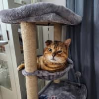 Photo of Neil Catrick Harris