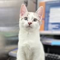 Photo of Soy