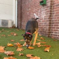 Photo of Brownie