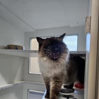 Photo of Moose