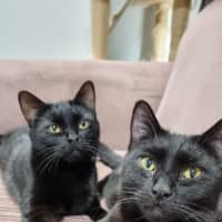 Photo of Bonnie *Fostered In Perth