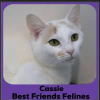 Photo of Cassie 
