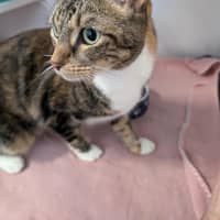 Photo of Nala 