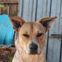 Photo of Shaggy