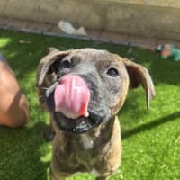 Photo of Nancy (Nala)