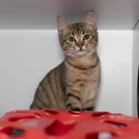 Photo of Tilly
