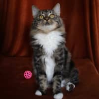 Photo of Little Chef