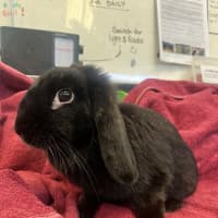 Photo of Strawberry