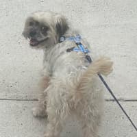 Photo of Gingy Newhaven