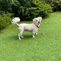 Photo of Little Miss Hunter 