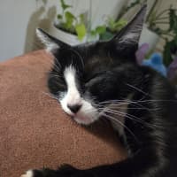 Photo of Mittens