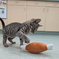 Photo of Pumpkin Pie