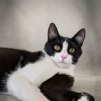 Photo of Felix