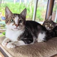 Photo of Ackee **2nd Chance Cat Rescue**