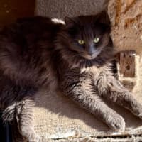 Photo of Anthony (Tony) Pawdain