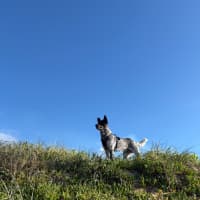 Photo of Tink