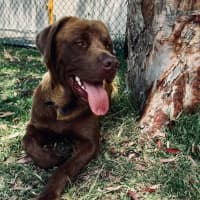 Photo of Koda   1.5 Year Old Labrador X