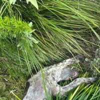 Photo of Ginger Spice